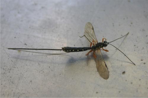 Rhyssa persuasoria